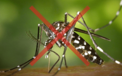 A chikungunya é transmitida pelo Aedes aegypti, assim como a dengue e a zika. (Foto: Reprodução)